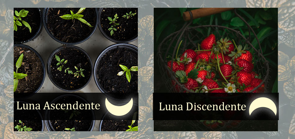 luna-ascendente-luna-discendente